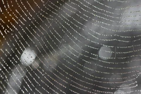 Spider web covered with sparkling dew drops Stock Photos