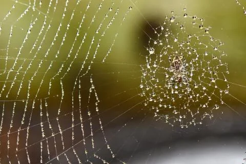 Spider web covered with sparkling dew drops Stock Photos