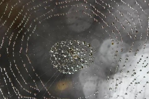 Spider web covered with sparkling dew drops Stock Photos