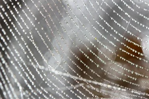 Spider web covered with sparkling dew drops Stock Photos