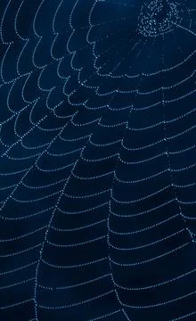 Spider web covered water bubbles Stock Photos