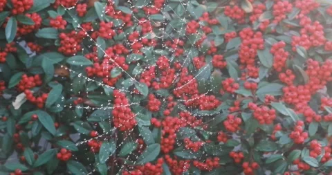 Spider web covered with water droplets stretched over a dense bush Video stock 345314434