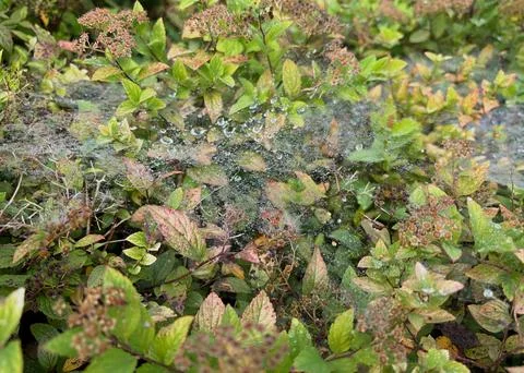 Spider web covered with water droplets among green plants. Stock Photos