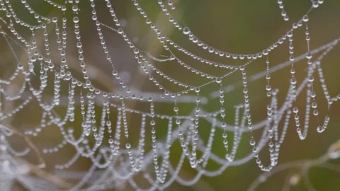 Spider web covered with water drops. Cobweb in morning dew 스톡 동영상 252284547