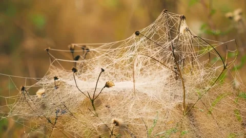 Spider web covering dry wild plants in autumn meadow macro nature background 스톡 동영상 330450575