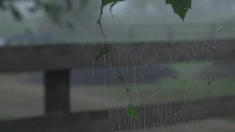 Spider web - Cricket audio Stock Footage 127722849