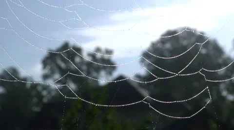 Spider web cu pan Video stock 11857997