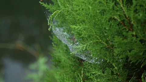 Spider web on cypress Vídeo Stock 76244032