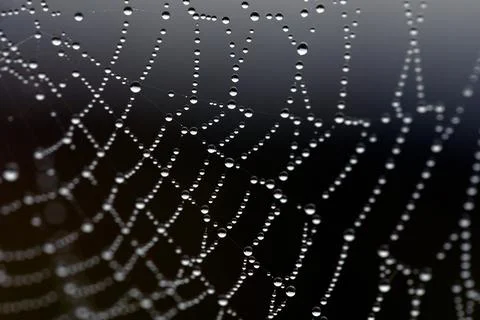 Spider web on dark background, close-up. net texture with water drops Stock Photos