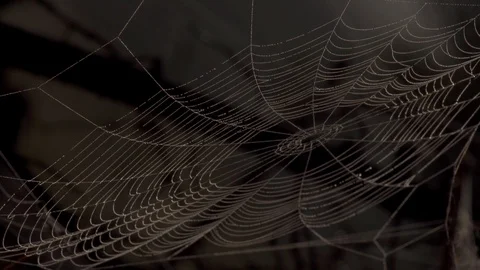 Spider web on dark background Stock Footage 118772649