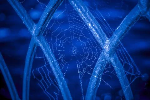 Spider web on a dark blue background Stock Photos