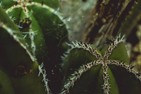 Spider web in Dark Cactus Photos