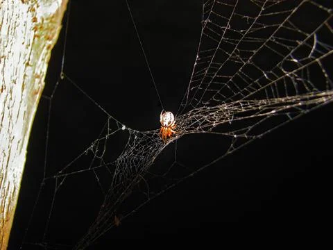 Spider on the web in the dark. Close-up. Macro Foto stock