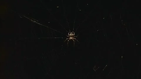 Spider on a web in the dark Stock Footage 157215148