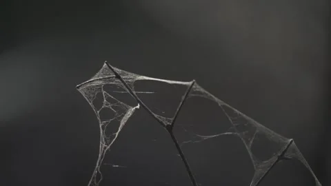 Spider web in dark forest Stock Footage 331039931