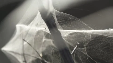 Spider web in dark forest, macro abstract nature texture for background use Stock Footage 331039866