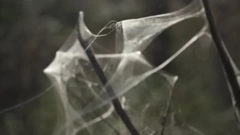 Spider web in dark forest, macro abstract nature texture for background use Stock Footage 331039867