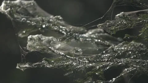 Spider web in dark forest, macro abstract nature texture for background use Stock Footage 331039902