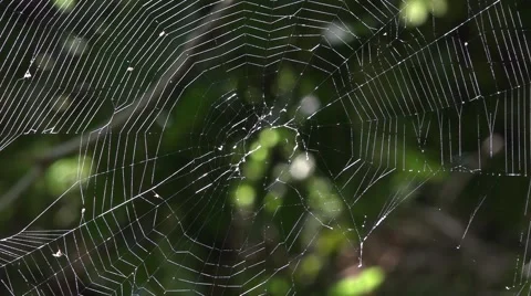 Spider web in the dark forest, the morning dew Stock Footage 68211370