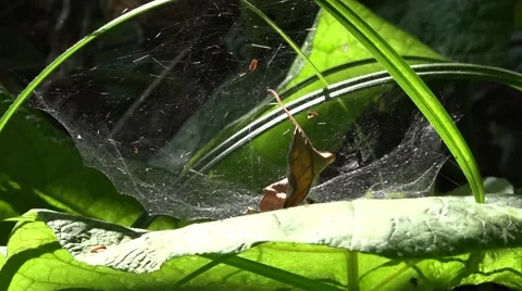 Spider web in the dark forest, the morning dew Stock Footage 68211443