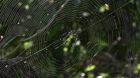 Spider web in the dark forest, the morning dew Stock Footage 68211448