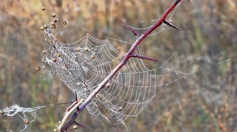 Spider web in the dark forest, the morning dew Stock Footage 68222592