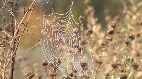 Spider web in the dark forest, the morning dew Morning dew, silence, peace, blis Stock Footage 68552291