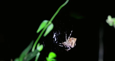 Spider on web in dark forest, mysterious scene for Halloween themes or Stock Footage 305931713