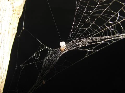 Spider on the web in the dark night, closeup of photo Stock Photos