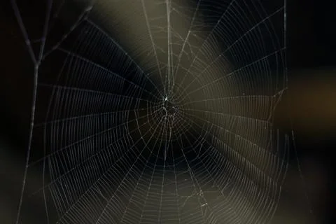 A Spider Web in the Dark Stock Photos
