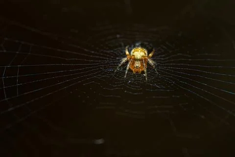 Spider on the web in the dark Stock Photos