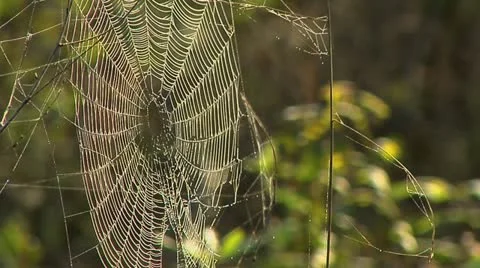 Spider web at dawn Stock Footage 10834889