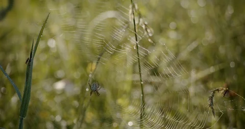 The spider web at dawn in the morning dew. Close-up. Stock Footage 129697248
