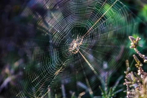 Spider web at dawn Stock Photos