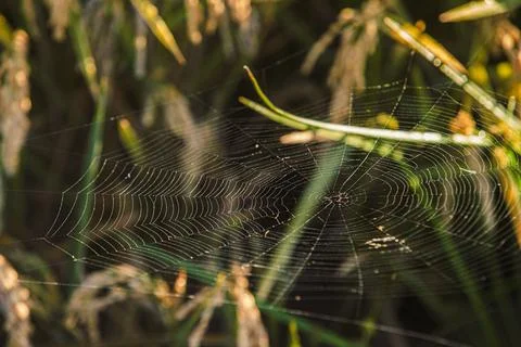 Spider web at dawn Stock Photos