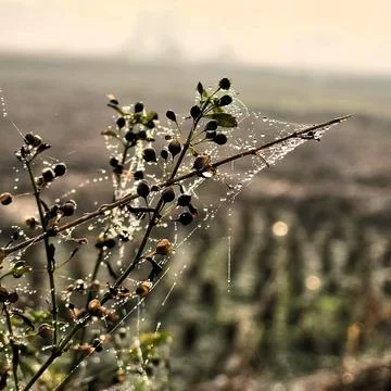 A spider web delicately extends across plant stems. Stock Photos