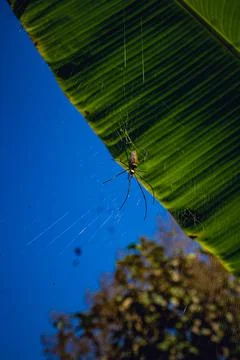 Spider on web with detailed Stock Photos