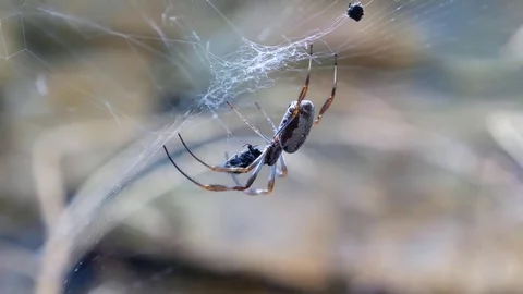 Spider in web devouring a fly Stock Footage 76963185