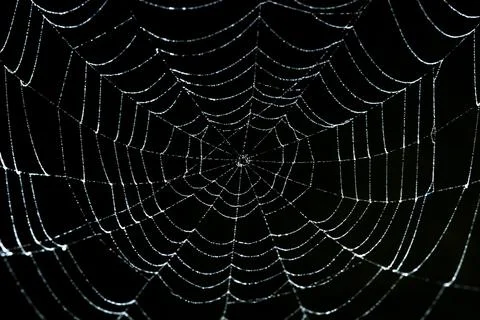 Spider web with dew in the dark background Stock Photos
