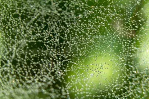 The spider web with dew drops. Abstract background Stock Photos