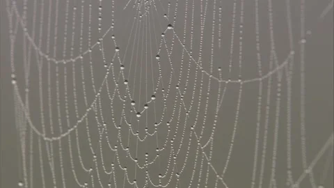 Spider web with dew drops in autumn Stock Footage 283172230