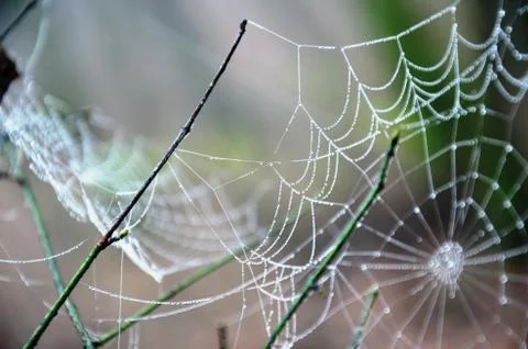 Spider web with dew drops on a branch in a foggy morning forest Stock Photos