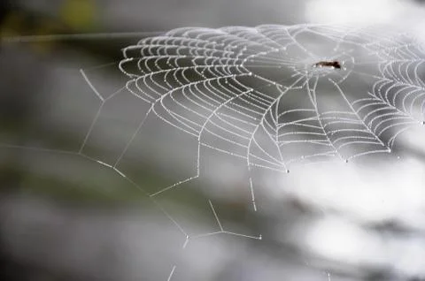 Spider web with dew drops on a branch in a foggy morning forest Stock Photos