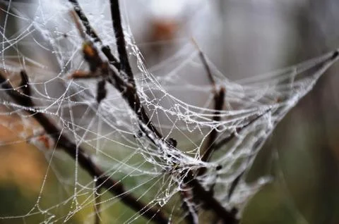 Spider web with dew drops on a branch in a foggy morning forest Stock Photos