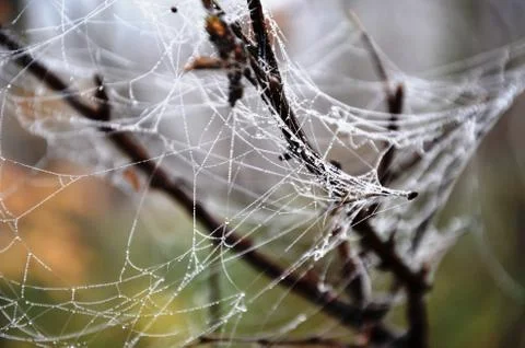 Spider web with dew drops on a branch in a foggy morning forest Stock Photos