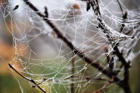 Spider web with dew drops on a branch in a foggy morning forest Stock Photos