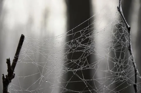 Spider web with dew drops on a branch in a foggy morning forest Stock Photos