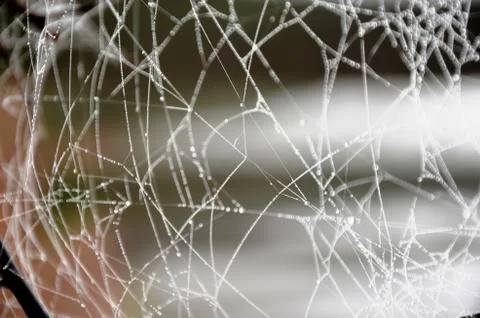 Spider web with dew drops on a branch in a foggy morning forest Stock Photos