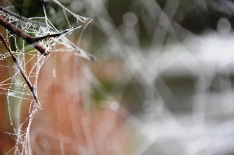 Spider web with dew drops on a branch in a foggy morning forest Stock Photos