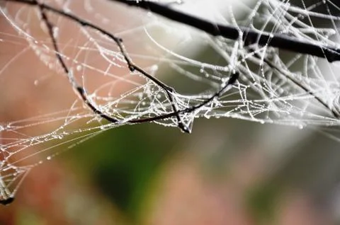 Spider web with dew drops on a branch in a foggy morning forest Stock Photos
